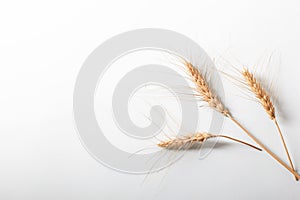 Golden rye ears, dry yellow cereals spikelets in row on light blue background, closeup, copy space