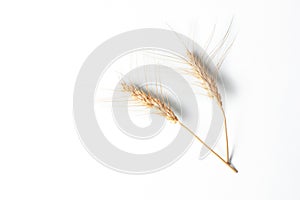 Golden rye ears, dry yellow cereals spikelets in row on light blue background, closeup, copy space