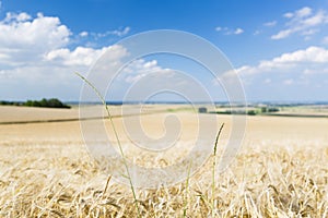 Golden Rye Field