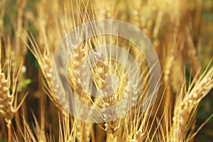 Golden rye field. Nature background.