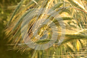 Golden rye field. Nature background.