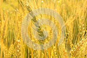 Golden rye field. Nature background.