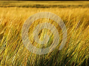 Golden rye field in summer