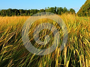 Golden rye field in summer