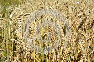 Golden rye grains on rye field  background