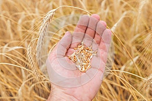 Golden rye in hand over field