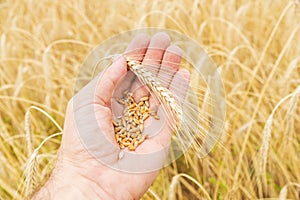 Golden rye in hand over field