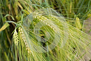 Golden rye Secale cereale, close-up