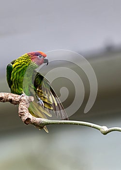 Golden's Lorikeet (Trichoglossus goldiei) - Vibrant Avian Jewel