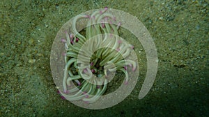 Golden sand anemone or golden anemone Condylactis aurantiaca undersea