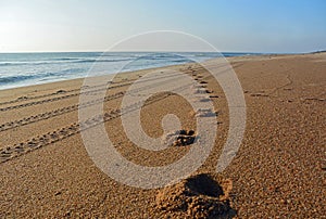 A Golden Sand Beach in The Outer Banks of North Carolina