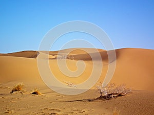 Golden sand dunes in central desert of Iran