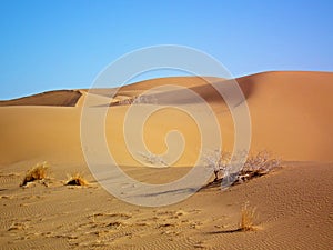 Golden sand dunes in central desert of Iran