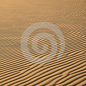 Golden sand dunes with evenly spaced