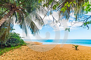 Golden sand and palm trees in La Perle beach in Guadeloupe