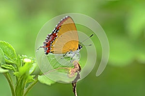 Golden sapphire butterfly photo