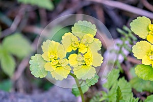 Golden Saxifrage photo