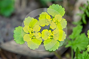 Golden Saxifrage