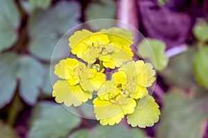 Golden Saxifrage photo