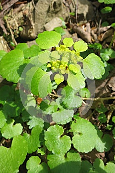 Golden saxifrage Chrysosplenium sp