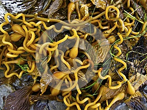 Golden Sea Kelp on sandy ocean beach