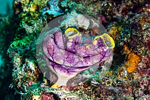 Golden Sea Squirt Polycarpa aurata