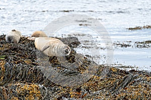 Golden seal rests on the rocky cliffs at Ytri Tunga beach in Iceland