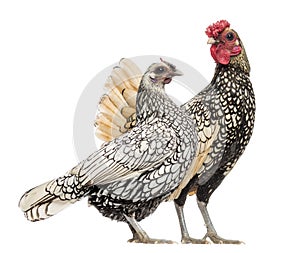 Golden Sebright Bantam rooster and silver Sebright bantam hen