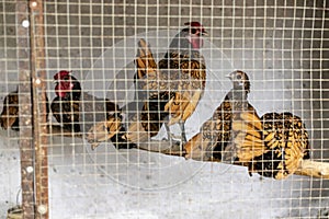 Golden sebright chicken bird in the cage. Selective focus