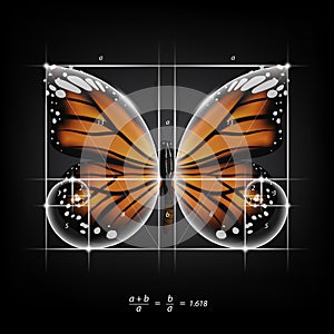 Golden section ratio, divine proportion and golden spiral on monarch butterfly vector illustration