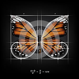 Golden section ratio, divine proportion and golden spiral on monarch butterfly vector illustration photo