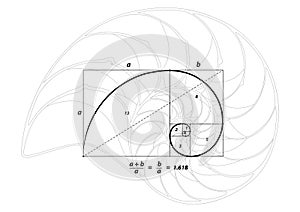 Golden section and shell line on white, vector