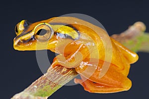 Golden sedge frog / Hyperolius puncticulatus