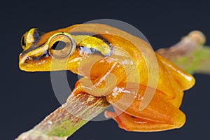 Golden sedge frog / Hyperolius puncticulatus photo