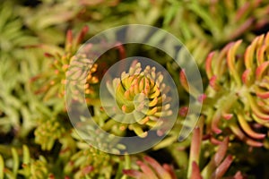 Golden sedum Angelina