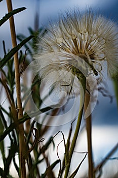 Golden seed head of rocky mountain wildflower Colorado alpine high country meadow on a cloudy day