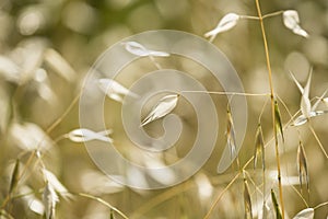 Golden seedpods of oat plant, avena