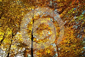 Golden shades of foliage in forest, fall season landscape