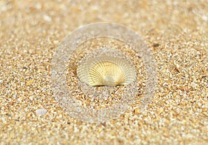 Golden shell