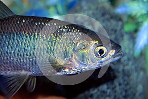 Golden Shiner (Notemigonus crysoleucas)