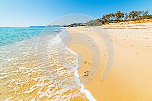 Golden shore and turquoise water in Piscina Rei photo