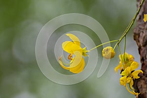 Golden Shower Amaltas  Indian laburnum Cassia fistula