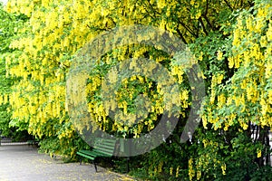 The golden shower blossoms in the city square. Laburnum anagyroides Medik