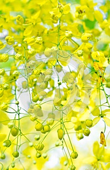 Golden shower (Cassia fistula) photo