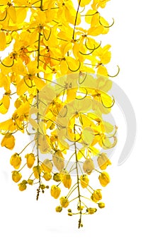 Golden shower Cassia fistula, Beautiful flower in summer time
