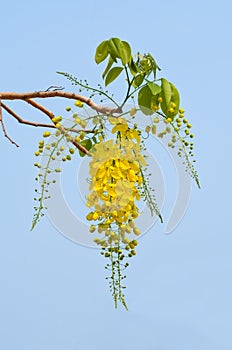 Golden shower or Cassia fistula flower photo