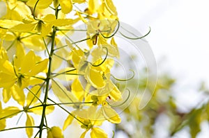 Golden shower , Cassia fistula or pudding pipe or LEGUMINOSAE CAESALPINIOIDEAE or Indian Laburnum or yellow flower