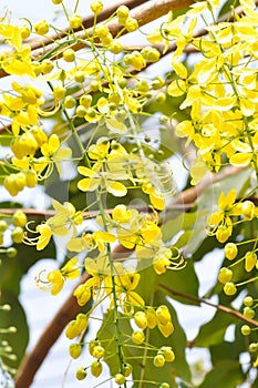 Golden shower , cassia fistula or pudding pipe or leguminosae caesalpinioideae or indian laburnum or yellow flowers