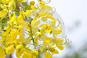 Golden shower , cassia fistula or pudding pipe or leguminosae caesalpinioideae or indian laburnum or yellow flowers