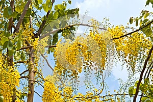 Golden shower (Cassia fistula) on tree